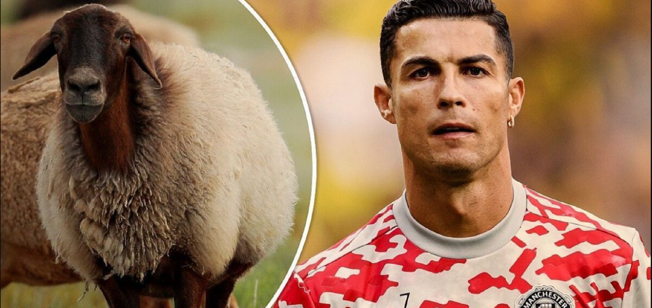 خنده‌ دارترین پیشنهاد برای رونالدو کریستیانو مساوی با ۲۰ گوسفند!
